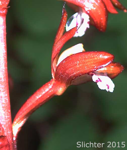 Sideview of a flower of Pacific Coralroot, Spotted Coralroot, Spotted Coral Root, Summer Coralroot, Western Spotted Coralroot: Corallorhiza maculata var. occidentalis (Synonyms: Corallorhiza grab-hamii, Corallorhiza leimbachiana, Corallorhiza maculata ssp. occidentalis, Corallorhiza multiflora var. occidentalis)