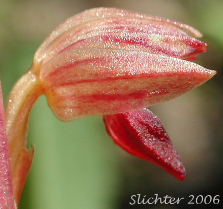 Close-up sideview of a flower of Striped Coralroot, Striped Coral Root, Hooded Coralroot: Corallorhiza striata var. striata (Synonyms: Corallorhiza macraei, Corallorhiza ochroleuca, Corallorhiza striata var. flavida, Corallorhiza striata var. ochroleuca)