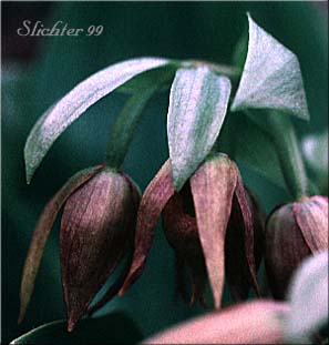 Clustered Lady Slipper, Clustered Lady's Slipper: Cypripedium fasciculatum (Synonym: Cypripedium knightiae)