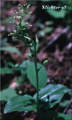 Northwest Twayblade, Northwestern Twayblade, Western Twayblade: Neottia  caurina (Synonyms: Listera banksiana, Listera caurina, Listera retusa, Ophrys caurina)
