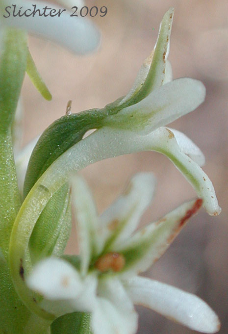 Long-spurred Rein Orchid: Piperia elegans ssp. elegans