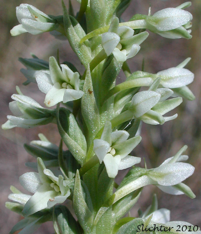 A portion of the inflorescence of Elegant Rein Orchid, Elegant Piperia, Hillside Rein Orchid, Long-spurred Rein Orchid: Platanthera elegans ssp. elegans (Synonyms: Habenaria elegans, Habenaria greenei, Piperia elegans ssp. elegans, Piperia maritima, Piperia multiflora)