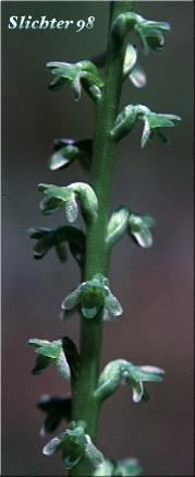 Alaska Rein Orchid, Short-spurred Orchid, Short-spurred Piperia, Slender-spire Orchid: Platanthera unalascensis (Synonyms: Habenaria schischmareffiana, Habenaria unalascensis, Piperia unalascensis, Platanthera foetida, Spiranthes unalascensis)