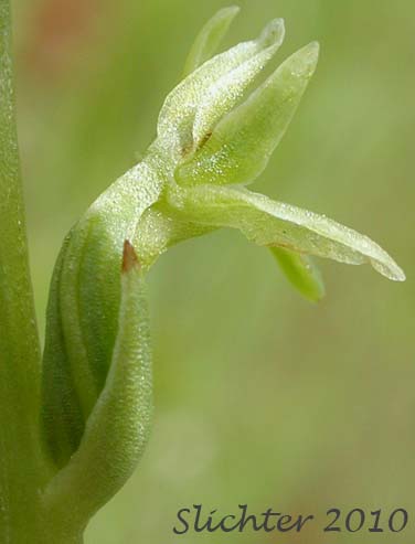 Close-up sideview of the flower of Alaska Rein Orchid, Alaskan Rein Orchid, Short-spurred Bog Orchid, Short-spurred Piperia, Slender-spire Orchid: Platanthera unalascensis (Synonyms: Habenaria unalascencis, Habenaria schischmareffiana, Piperia unalascensis, Platanthera cooperi, Spiranthes unalascensis)