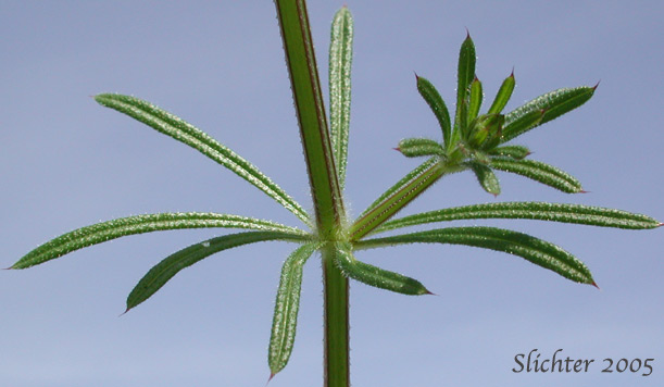 Whorled leaves and square stem of Annual Bedstraw, Cleavers, Common Bedstraw, Common Cleavers, Goose-grass, Stickwilly, Stick-willy, Stickywilly Galium aparine (Synonyms: Galium agreste var. echinospermum, Galium aparine ssp. spurium, Galium aparine var. aparine, Galium aparine var. echinospermum, Galium aparine var. intermedium, Galium aparine var. minor, Galium aparine var. vaillantii, Galium spurium, Galium spurium, Galium spurium var. echinospermum, Galium spurium var. vaillantii, Galium vaillantii)