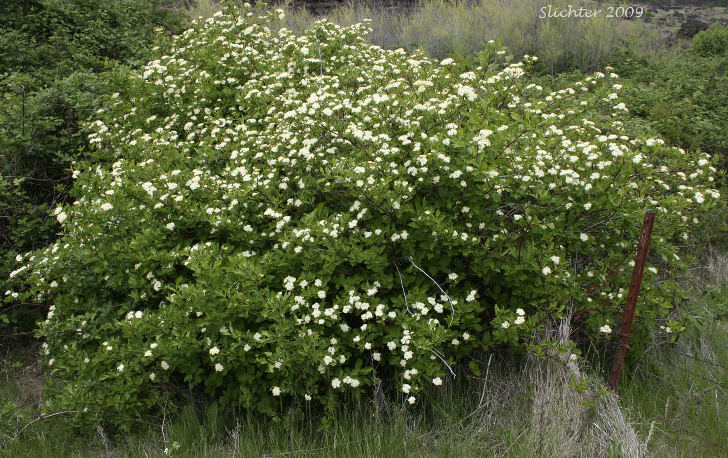 Creek Dogwood, Red-osier Dogwood: Cornus sericea ssp. occidentalis (Synonym: Cornus stolonifera var. occidentalis)