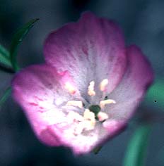 Farewell to Spring, Northwestern Farewell to Spring, Yellow Clarkia: Clarkia amoena ssp. caurina (Synonyms: Clarkia amoena var. caurina, Clarkia amoena var. pacifica, Godetia pacifica)