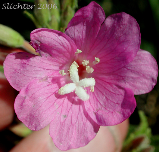 Flower of Codlins and Cream, Fiddlegrass, Fiddle Grass, Fiddle Grass Willowherb: Epilobium hirsutum