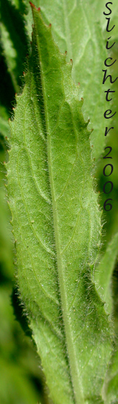 Stem leaf of Codlins and Cream, Fiddlegrass, Fiddle Grass, Fiddle Grass Willowherb: Epilobium hirsutum