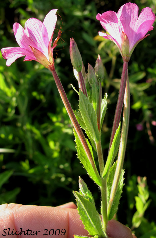 Sideviews of the flowers and inferior ovary of Codlins and Cream, Fiddlegrass, Fiddle Grass, Fiddle Grass Willowherb: Epilobium hirsutum