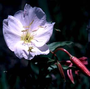 Pale Evening Primrose, Pale Evening-primrose, Whitestem Evening-primrose: Oenothera pallida ssp. pallida (Synonyms: Oenothera pallida, Oenothera pallida var. pallida)