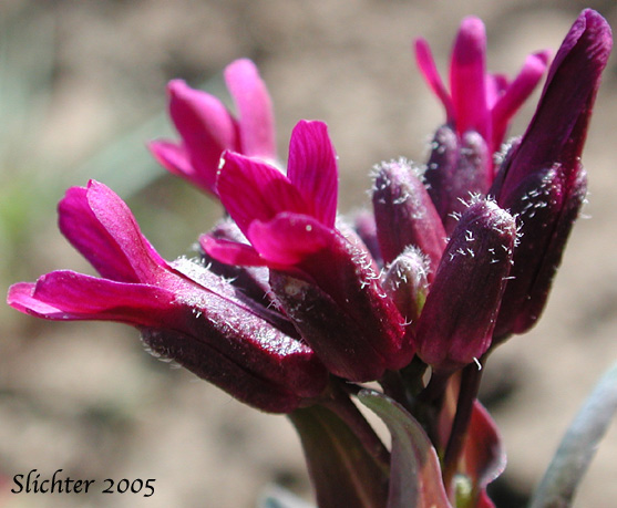 Flowers of Purple Sicklepod Rockcress: Boechera atrorubens