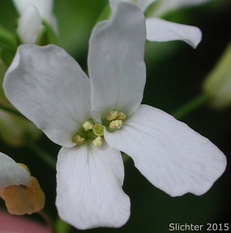 Flower of Cascade Rockcress, Columbia Gorge Rockcress, Fork-haired Rockcress: Arabis furcata (Synonym: Arabis furcata var. furcata)