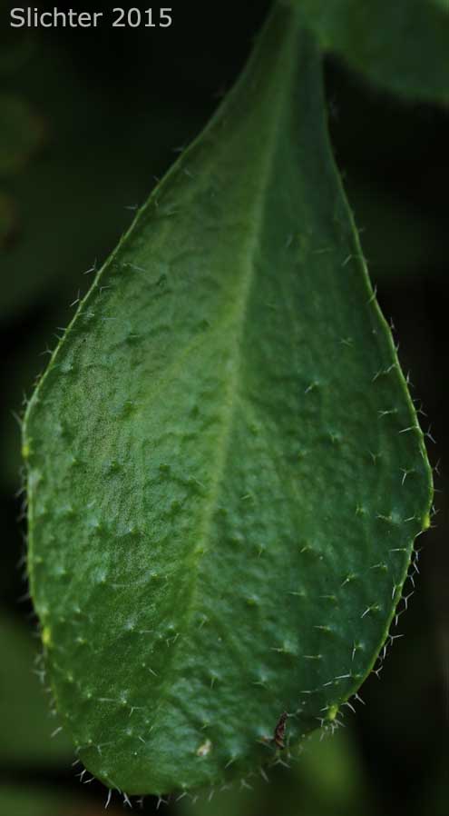 Upper leaf surface details of Cascade Rockcress, Columbia Gorge Rockcress, Fork-haired Rockcress: Arabis furcata (Synonym: Arabis furcata var. furcata)