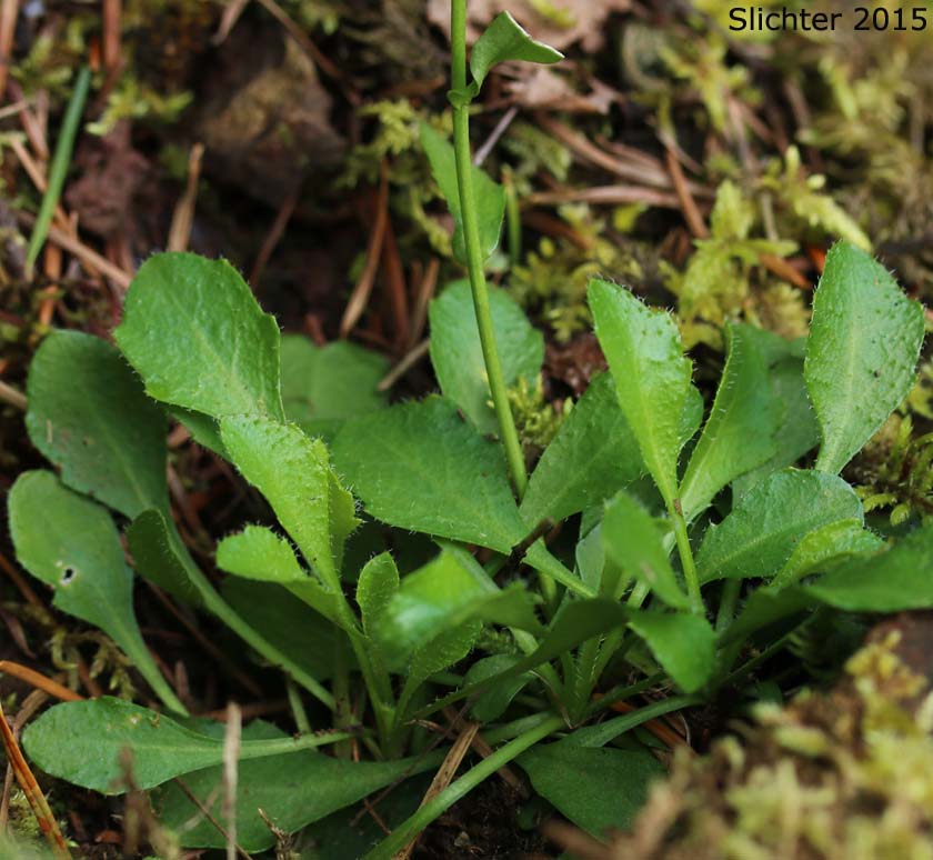 Basal leaf rosette of Cascade Rockcress, Columbia Gorge Rockcress, Fork-haired Rockcress: Arabis furcata (Synonym: Arabis furcata var. furcata)