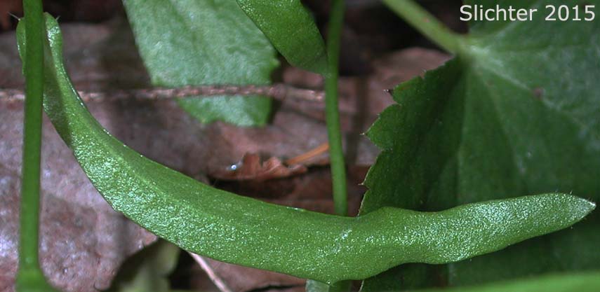 Stem leaf of Cascade Rockcress, Columbia Gorge Rockcress, Fork-haired Rockcress: Arabis furcata (Synonym: Arabis furcata var. furcata)