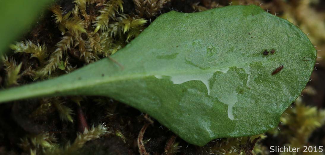 Ventral surface of a basal leaf blade of Cascade Rockcress, Columbia Gorge Rockcress, Fork-haired Rockcress: Arabis furcata (Synonym: Arabis furcata var. furcata)