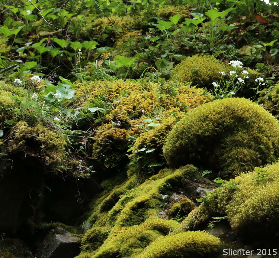 Habitat view of Cascade Rockcress, Columbia Gorge Rockcress, Fork-haired Rockcress: Arabis furcata (Synonym: Arabis furcata var. furcata)