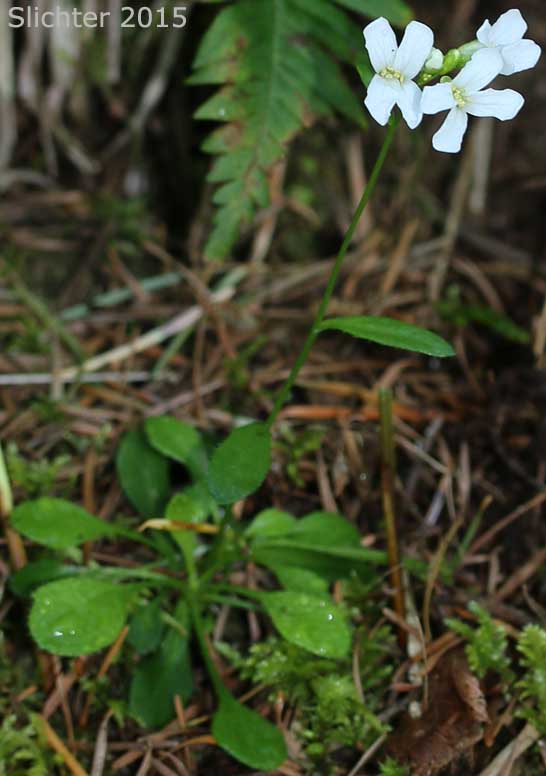 Cascade Rockcress, Columbia Gorge Rockcress, Fork-haired Rockcress: Arabis furcata (Synonym: Arabis furcata var. furcata)
