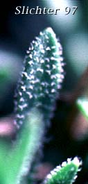 forked hairs on a leaf of Littleleaf Rockcress, Little-leaf Rock Cress, Small-leaved Rockcress: Boechera microphylla (Synonyms: Arabis microphylla, Arabis microphylla var. macounii, Arabis microphylla var. microphylla, Boechera microphylla var. microphylla)