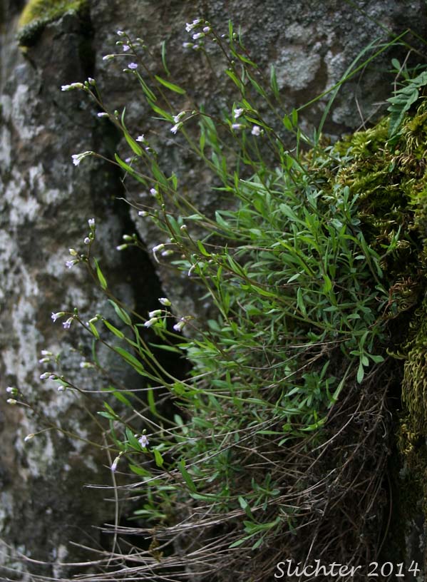 Littleleaf Rockcress, Little-leaf Rock Cress, Small-leaved Rockcress: Boechera microphylla (Synonyms: Arabis microphylla, Arabis microphylla var. macounii, Arabis microphylla var. microphylla, Boechera microphylla var. microphylla)