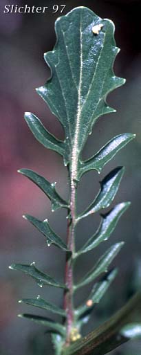 Stem leaf of American Wintercress, American Yellow-rocket: Barbarea orthoceras (Synonyms: Barbarea americana, Barbarea orthoceras var. dolichocarpa, Barbarea stricta, Campe orthoceras)