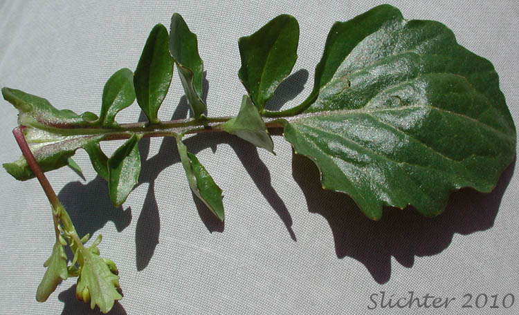 Stem leaf of American Wintercress, American Yellow-rocket: Barbarea orthoceras (Synonyms: Barbarea americana, Barbarea orthoceras var. dolichocarpa, Barbarea stricta, Campe orthoceras)