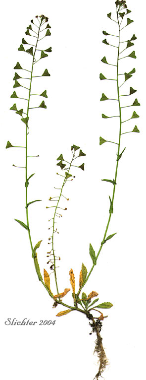 Sheperd's Purse: Capsella bursa-pastoris (Synonyms: Bursa bursa-pastoris, Bursa vursa-pastoris var. bifida, Bursa gracilis, Capsella rubella, Thlaspi bursa-pastoris)