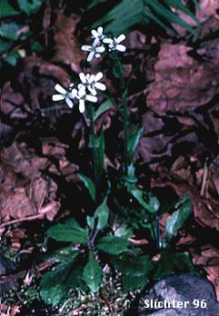 Big Western Bittercress, Western Bittercress: Cardamine occidentalis (Synonym: Cardamine pratensis var. occidentalis) 