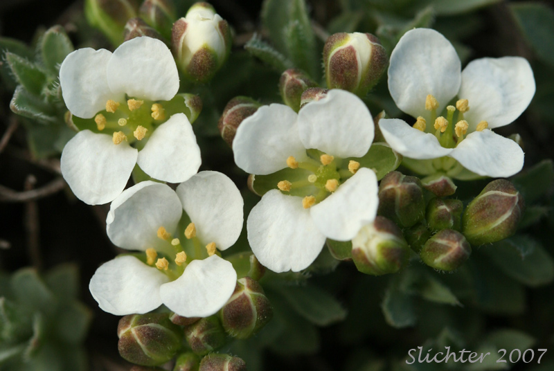 Close-up of the flowers of Alkali Cusickiella, Douglas' Draba: Cusickiella douglasii (Synonyms: Draba douglasii, Draba douglasii var. crockeri)
