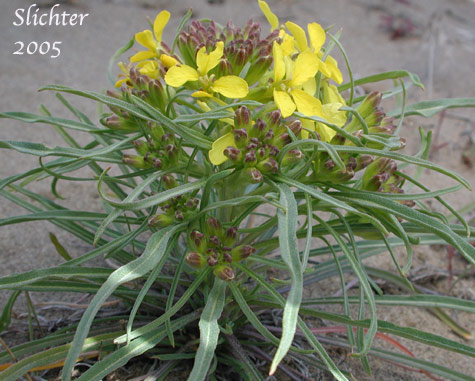 Pale Wallflower, Pale Wall Flower, Western Wallflower: Erysimum occidentale (Synonyms: Cheiranthus occidentalis, Cheirinia occidentalis)
