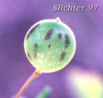 Seed pod of Flatpod, Oldstem Idahoa, Scalepod, Scale Pod: Idahoa scapigera (Synonym: Platyspermum scapigerum)