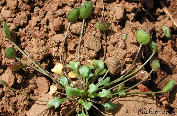 Basal leaves and seed pods of Flatpod, Oldstem Idahoa, Scalepod, Scale Pod: Idahoa scapigera (Synonym: Platyspermum scapigerum)
