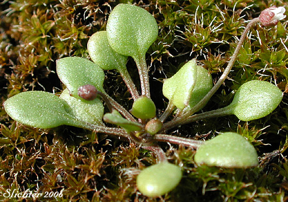 Basal leaves of Flatpod, Oldstem Idahoa, Scalepod, Scale Pod: Idahoa scapigera (Synonym: Platyspermum scapigerum)