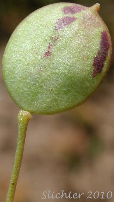 Close-up of the pods of Flatpod, Oldstem Idahoa, Scalepod, Scale Pod: Idahoa scapigera (Synonym: Platyspermum scapigerum)
