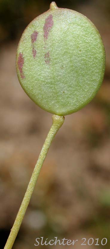 Close-up of the pod of Flatpod, Oldstem Idahoa, Scalepod, Scale Pod: Idahoa scapigera (Synonym: Platyspermum scapigerum)