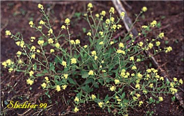 Curvepod Yellowcress, Western Yellow Cress: Rorippa curvisiliqua var. curvisiliqua (Synonyms: Nasturtium curvisiliqua, Radicula curvisiliqua, Sisymbrium curvisiliqua)
