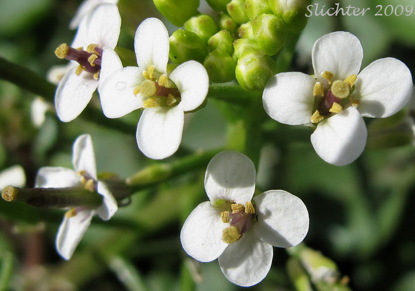 Flowers of Watercress, Water Cress: Nasturtium officinale (Synonym:Rorippa nasturtium-aquaticum)