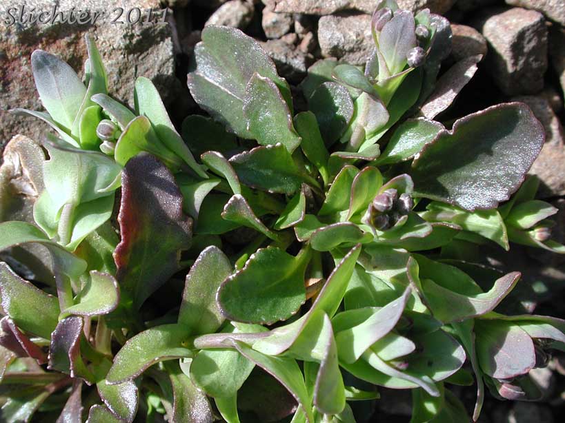 Basal leaves of Alpine Pennycress, Rock Pennycress, Wild Candytuft: Noccaea fendleri ssp. glauca (Synonyms: Noccaea cochleariformis, Noccaea coloradensis, Noccaea montana var. montana, Thlaspi alpeste, Thlaspi alpestre var. glaucum, Thlaspi australe, Thlaspi cochleariforme, Thlaspi fendleri var. coloradense, Thlaspi fendleri var. glaucum, Thlaspi fendleri var. hesperium, Thlaspi fendleri var. tenuipes, Thlaspi glaucum, Thlaspi glaucum var. hesperium, Thlaspi glaucum var. pedunculatum, Thlaspi hesperium, Thlaspi montanum, Thlaspi montanum var. montanum)