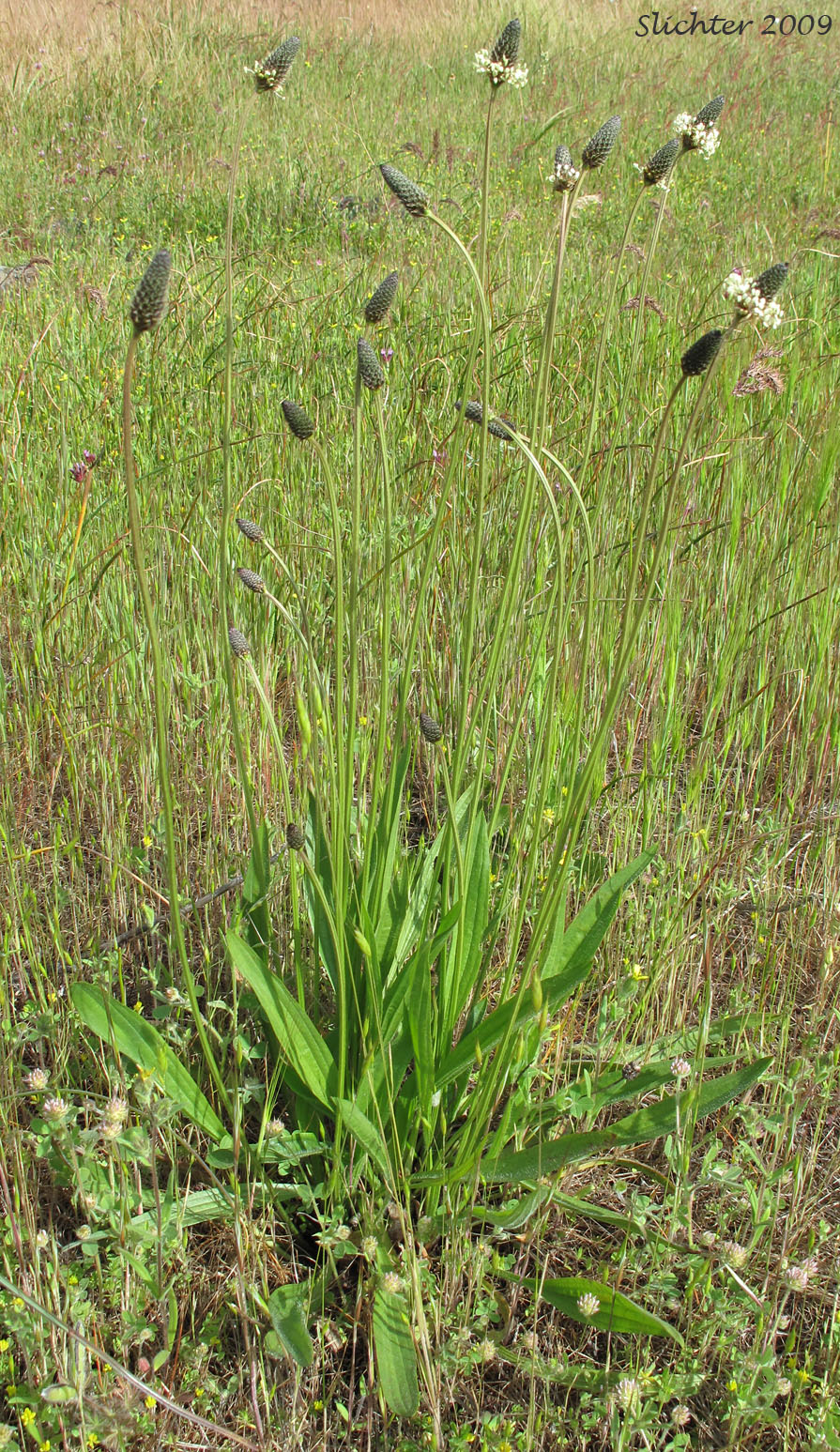 Buckhorn Plantain, English Plantain, Narrowleaf Plantain: Plantago lanceolata (Synonyms: Plantago altissima, Plantago lanceolata var. sphaerostachya)