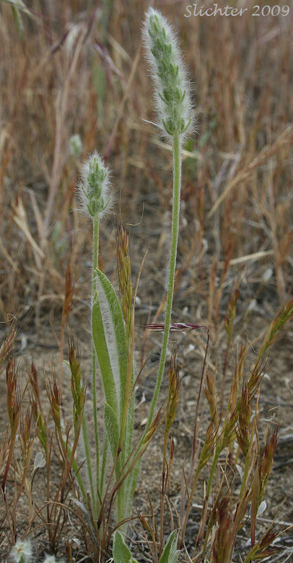 Woolly Plantain, Indian-wheat: Plantago patagonica (Synonyms: Plantago patagonica var. breviscapa, Plantago patagonica var. gnaphalioides, Plantago patagonica var. oblonga, Plantago patagonica var. spinulosa, Plantago picta, Plantago purshii, Plantago purshii var. breviscapa, Plantago purshii var. oblonga, Plantago purshii var. picata, Plantago purshii var. spinulosa, Plantago spinulosa, Plantago wyomingensis)