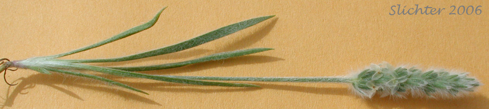 Woolly Plantain, Indian-wheat: Plantago patagonica (Synonyms: Plantago patagonica var. breviscapa, Plantago patagonica var. gnaphalioides, Plantago patagonica var. oblonga, Plantago patagonica var. spinulosa, Plantago picta, Plantago purshii, Plantago purshii var. breviscapa, Plantago purshii var. oblonga, Plantago purshii var. picata, Plantago purshii var. spinulosa, Plantago spinulosa, Plantago wyomingensis)