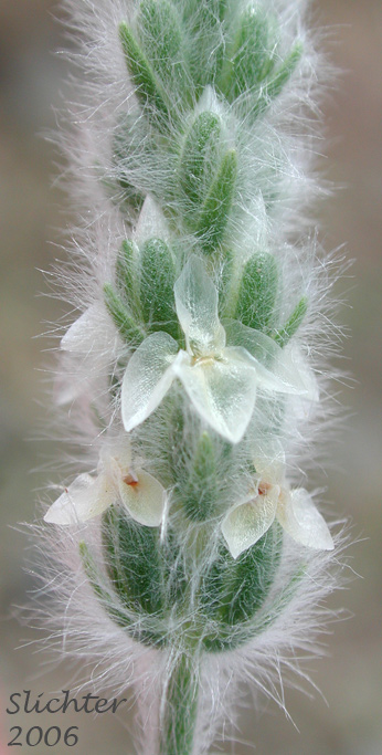 Inflorescence of Woolly Plantain, Indian-wheat: Plantago patagonica (Synonyms: Plantago patagonica var. breviscapa, Plantago patagonica var. gnaphalioides, Plantago patagonica var. oblonga, Plantago patagonica var. spinulosa, Plantago picta, Plantago purshii, Plantago purshii var. breviscapa, Plantago purshii var. oblonga, Plantago purshii var. picata, Plantago purshii var. spinulosa, Plantago spinulosa, Plantago wyomingensis)