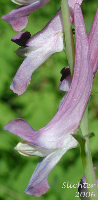 Sideview of the flower of Scouler's Fumewort, Scouler's Corydalis, Western Corydalis: Corydalis scouleri