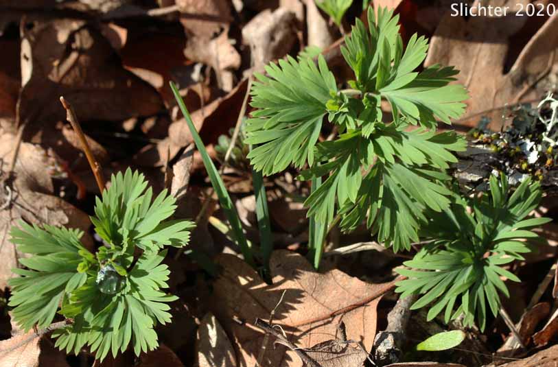 Leaves of Dutchman's Breeches, Western Dutchmann's Breeches: Dicentra cucullaria (Synonyms: Bicuculla cucullaria, Dicentra cucullaria var. occidentalis, Dicentra occidentalis)