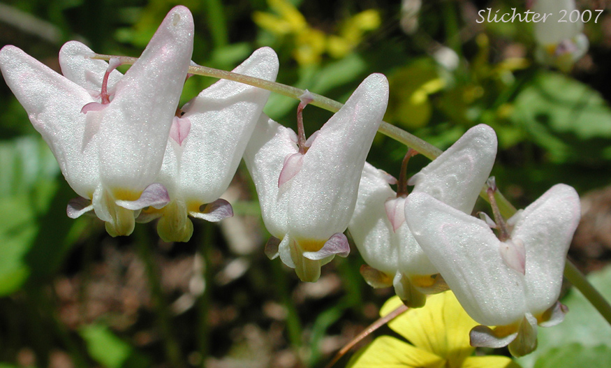 Inflorescence of Dutchman's Breeches, Western Dutchmann's Breeches: Dicentra cucullaria (Synonyms: Bicuculla cucullaria, Dicentra cucullaria var. occidentalis, Dicentra occidentalis)
