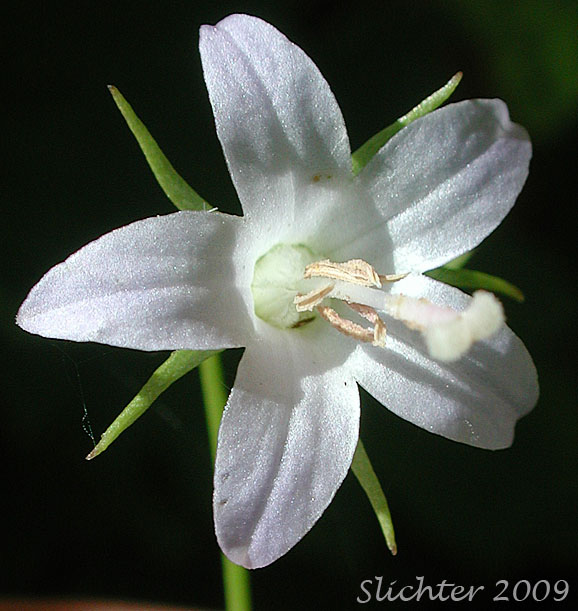 Flower of Scouler's Harebell: Campanula scouleri