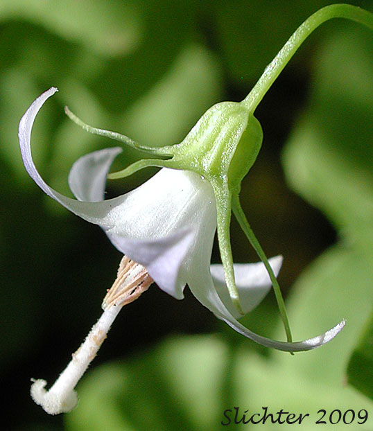 Sideview of the corolla and calyx of Scouler's Harebell: Campanula scouleri