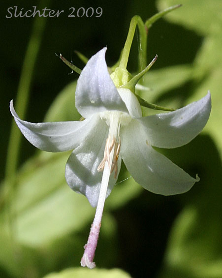 Flower of Scouler's Harebell: Campanula scouleri