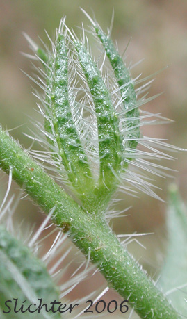 Close-up of the sepals of Bugloss Fiddleneck, Tarweed Fiddleneck Amsinckia lycopsoides (Synonyms: Amsinckia barbata, Benthamia lycopsoides)